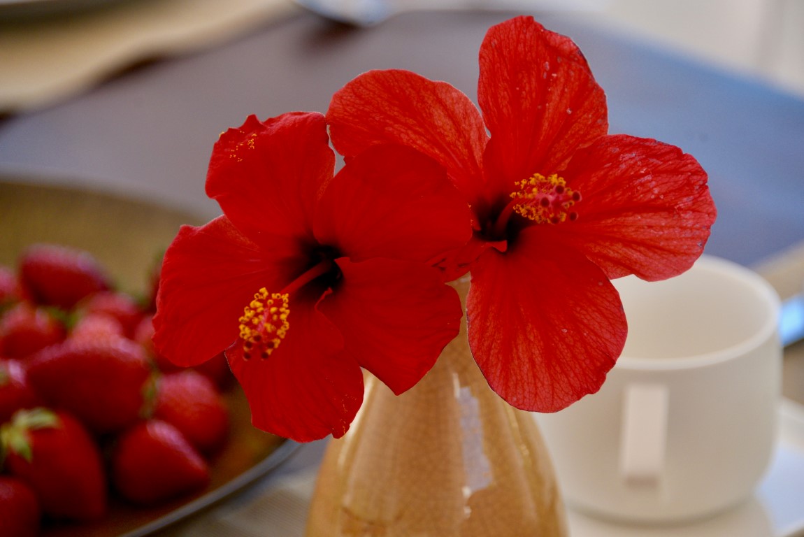 ZX22 Wonderful luxury – 20 minutes from the beach